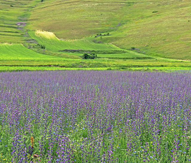 Castelluccio di Norcia